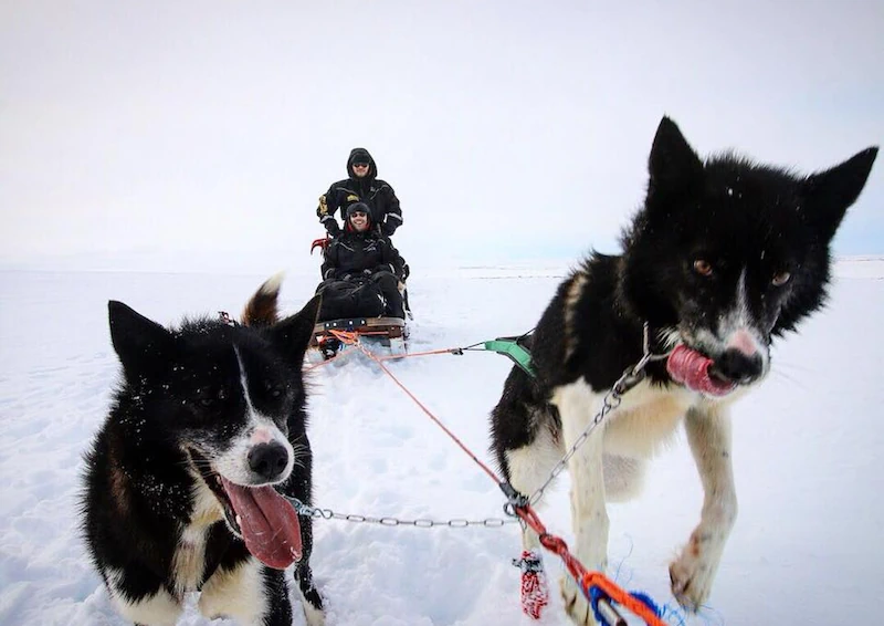 AI agent ethics analogy: A lead sled dog coordinates the pack on behalf of the human.