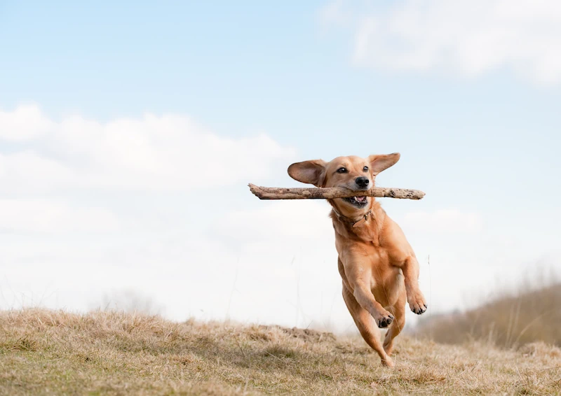 AI agents and their benefits